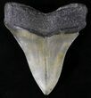 Megalodon Tooth - North Carolina #20802-2